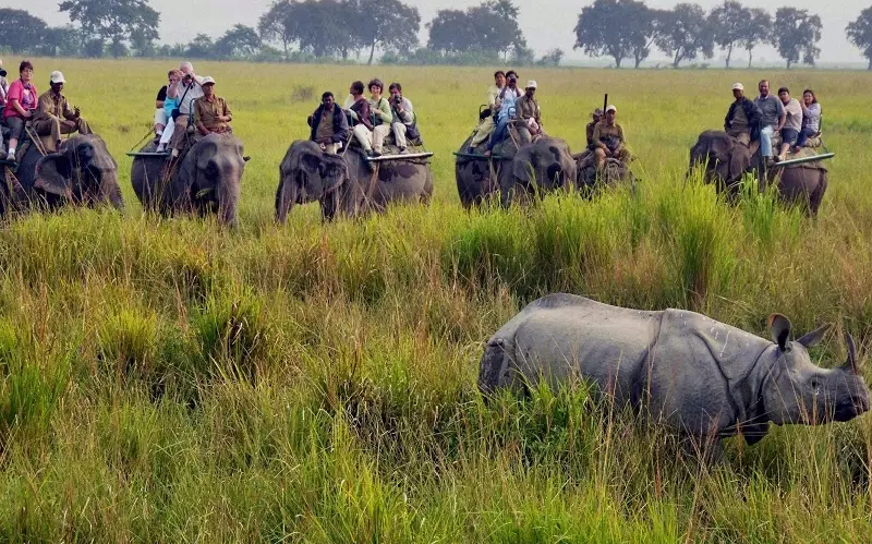 Kaziranga National Park - a wildlife paradise in Assam