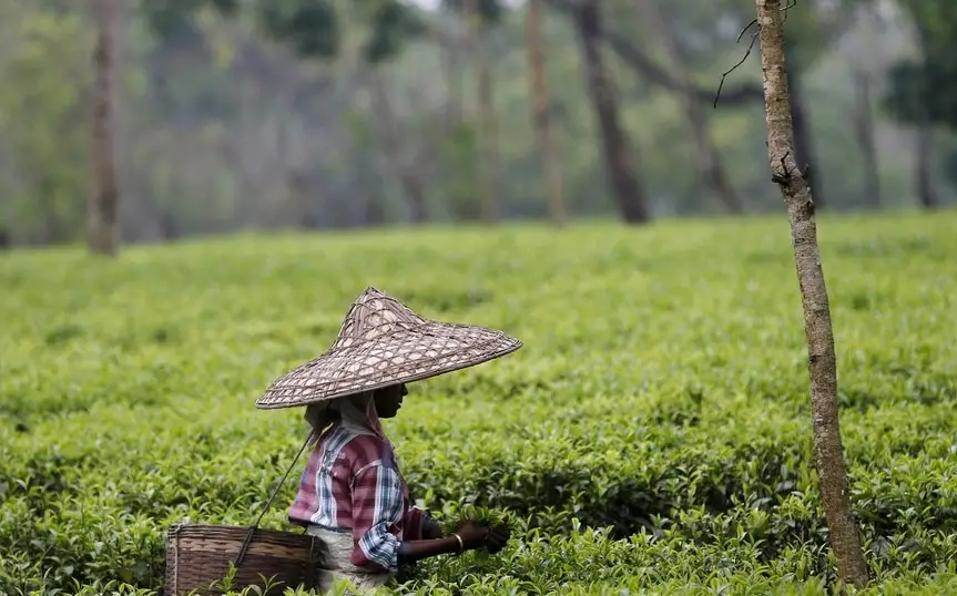 Darjeeling vs Meghalaya - which one to choose for your next summer break?