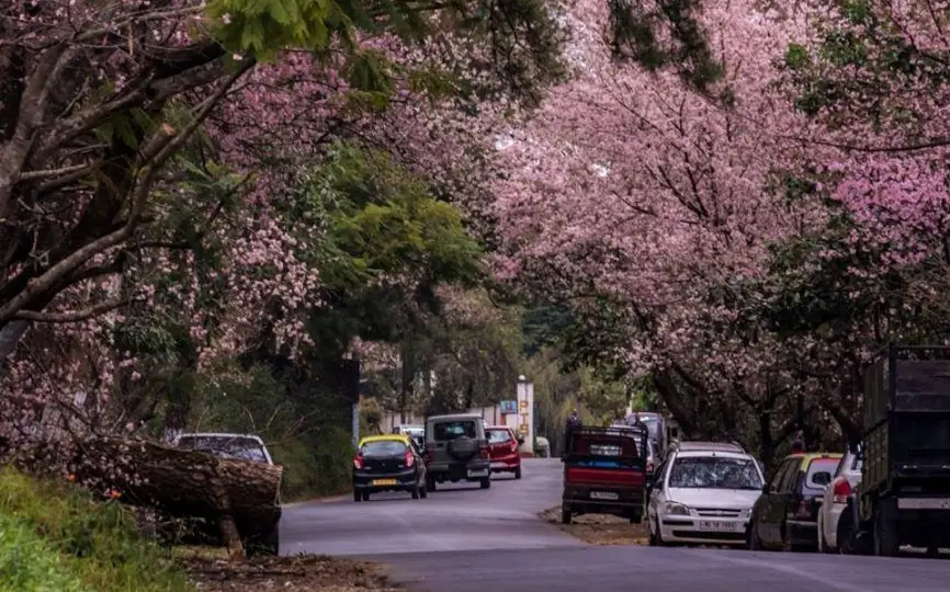 The best plan for Cherry Blossom Festival Shillong, 2025