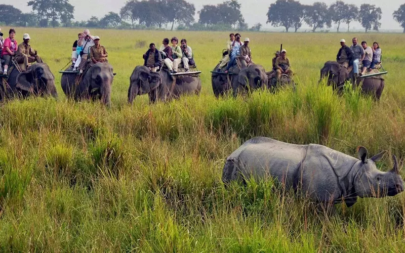 Kaziranga National Park - a wildlife paradise in Assam