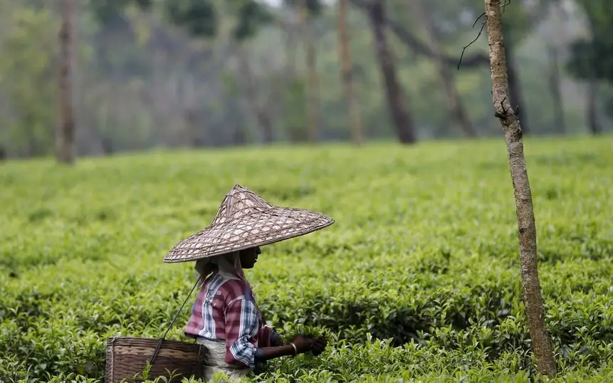 Darjeeling vs Meghalaya - which one to choose for your next summer break?