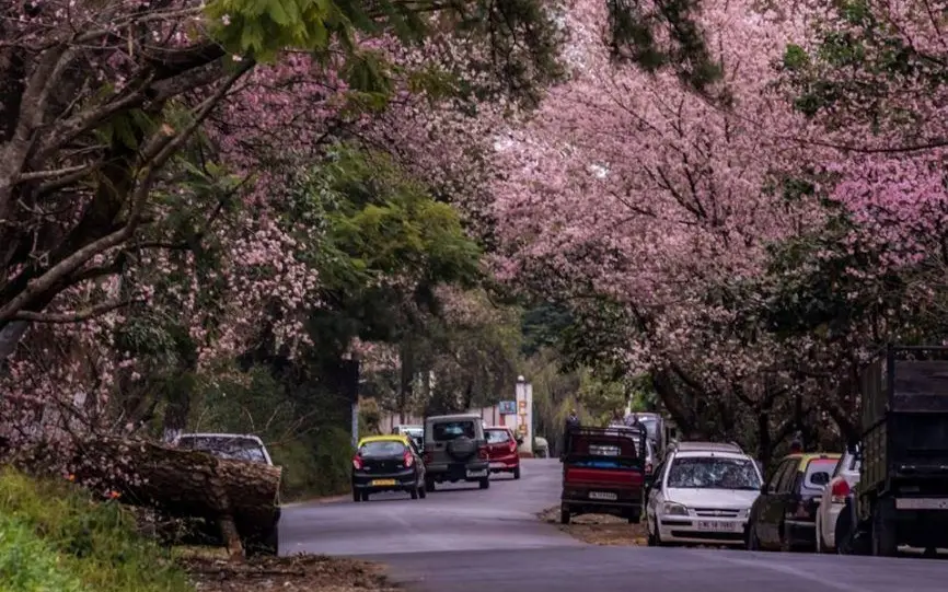 The best plan for Cherry Blossom Festival Shillong, 2025
