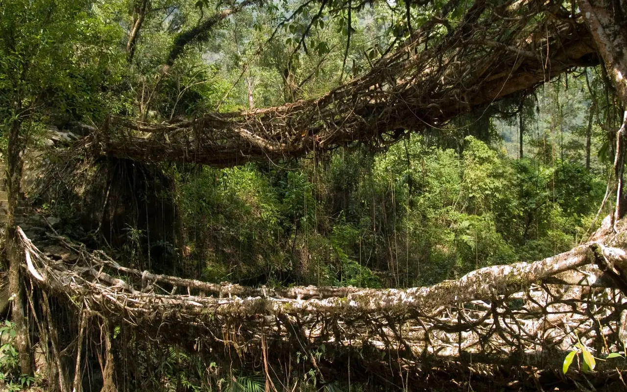 The A-Z Of The Fascinating Living Root Bridges Of Meghalaya
