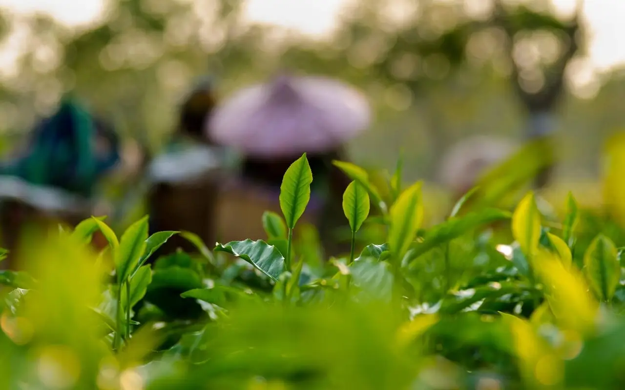 15 famous tea gardens in Assam