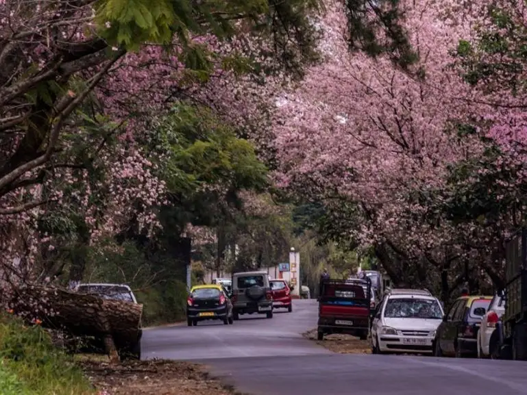 Best Cherry Blossom Meghalaya Trip